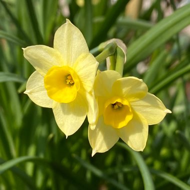 Narcissus 'Minnow'