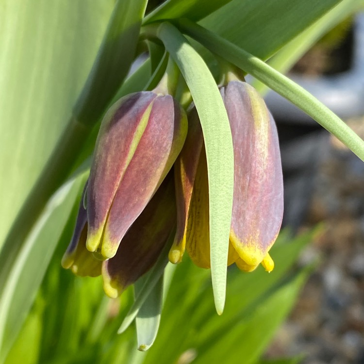 plant image 1571701