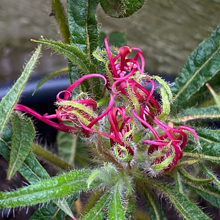 plant image 1573719 plant image 1573719