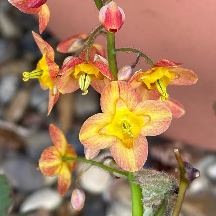 plant image 1575101