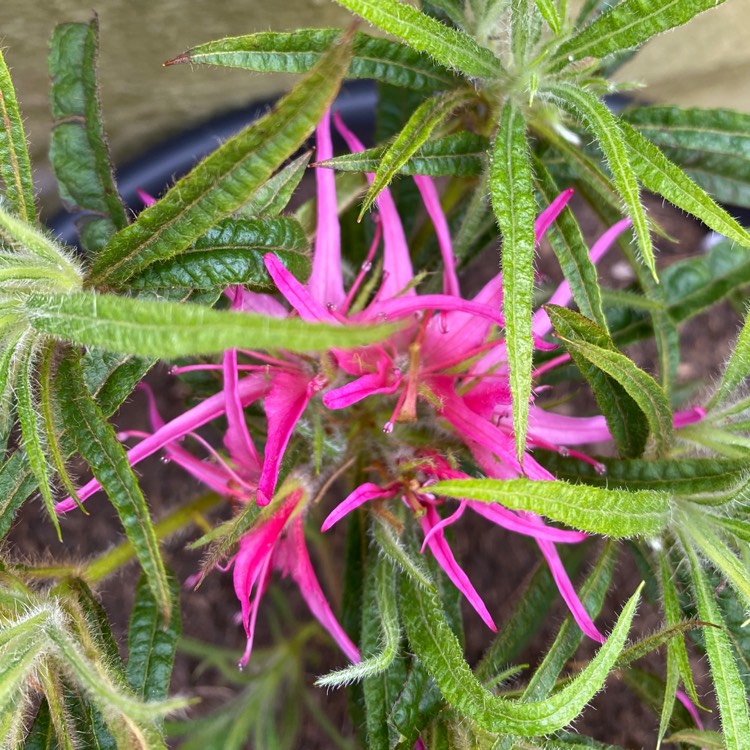 plant image 1577553 plant image 1577553