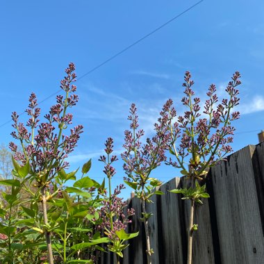 Syringa Vulgaris