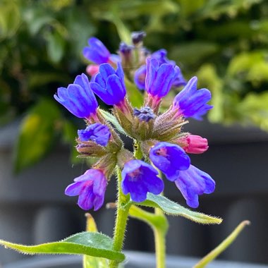 Pulmonaria