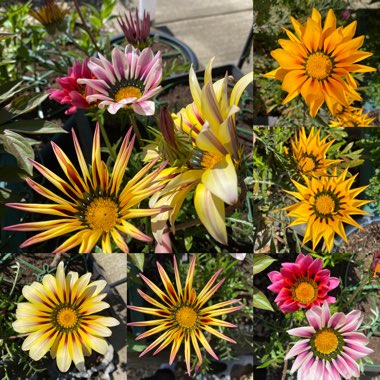 Gazania