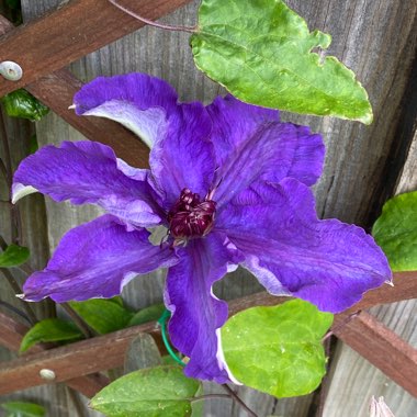 Clematis viticella 'The President'