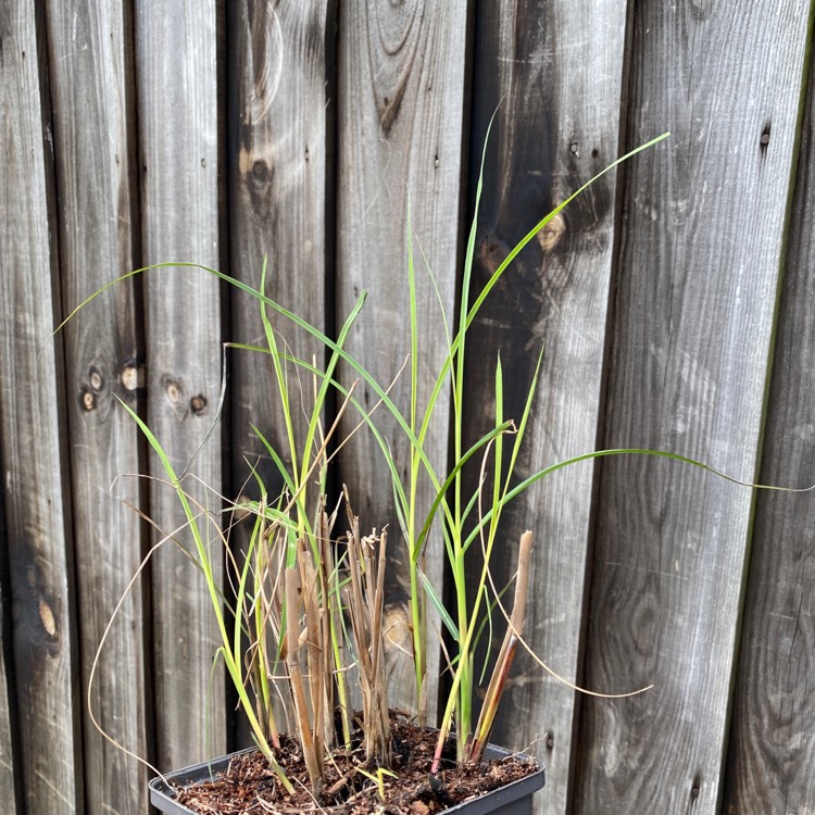 Plant image Miscanthus