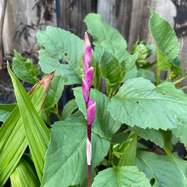 Bletilla striata