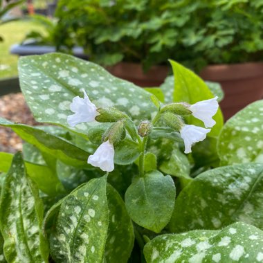 Pulmonaria officinalis 'Sissinghurst White'