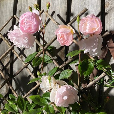 Rosa 'Ausherbert' syn. Rosa 'The Lady of the Lake'