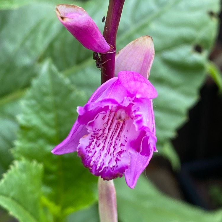 plant image 1597491