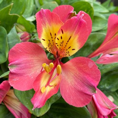 Alstroemeria