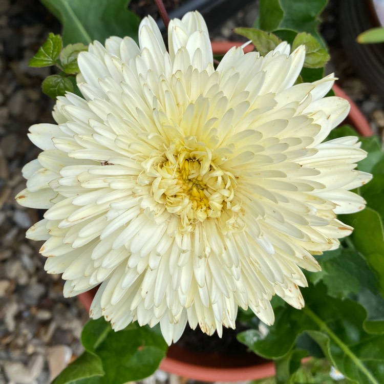 plant image 1598234