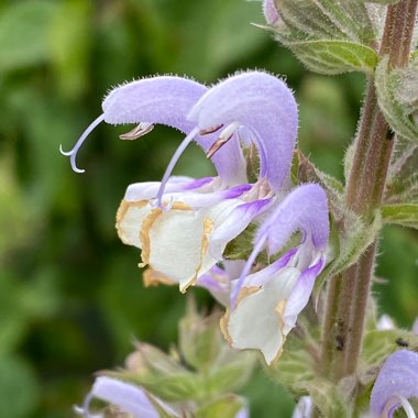 Salvia sclarea var. turkestaniana syn. Salvia turkestanica, Salvia sclarea 'Turkestanica'