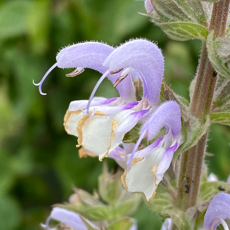 Plant image Salvia sclarea var. turkestaniana syn. Salvia turkestanica, Salvia sclarea 'Turkestanica'