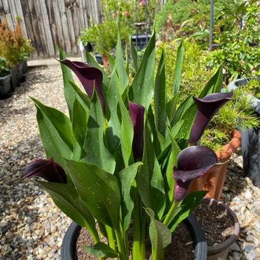 Zantedeschia rehmannii