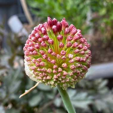 Allium amethystinum 'Red Mohican'