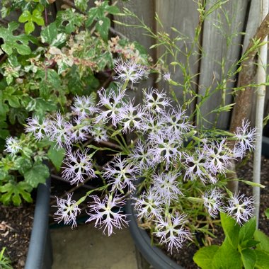 Dianthus superbus