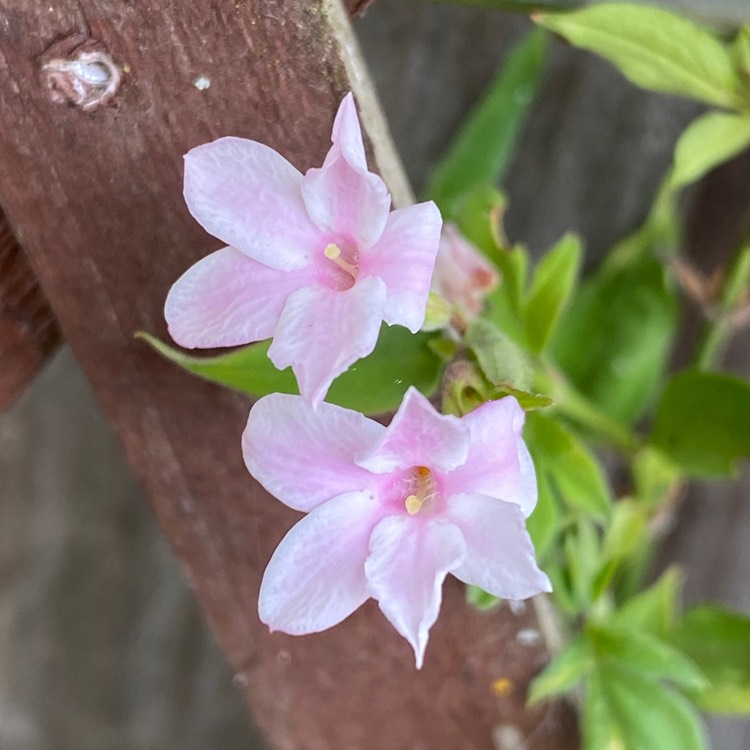 Plant image Jasminum x stephanense