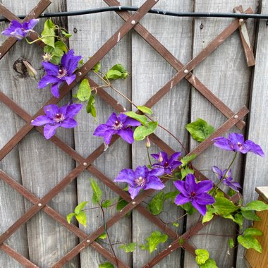 Clematis viticella 'The President'