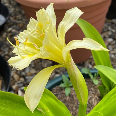 Hymenocallis festalis syn. ismene festalis