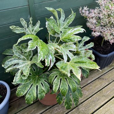 Fatsia japonica 'Spider's Web'