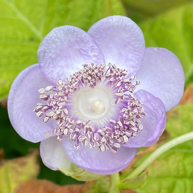 Deinanthe caerulea