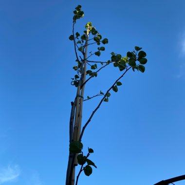 Cercis siliquastrum