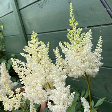 Astilbe