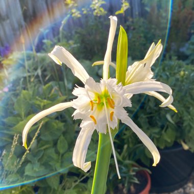 Hymenocallis festalis syn. ismene festalis