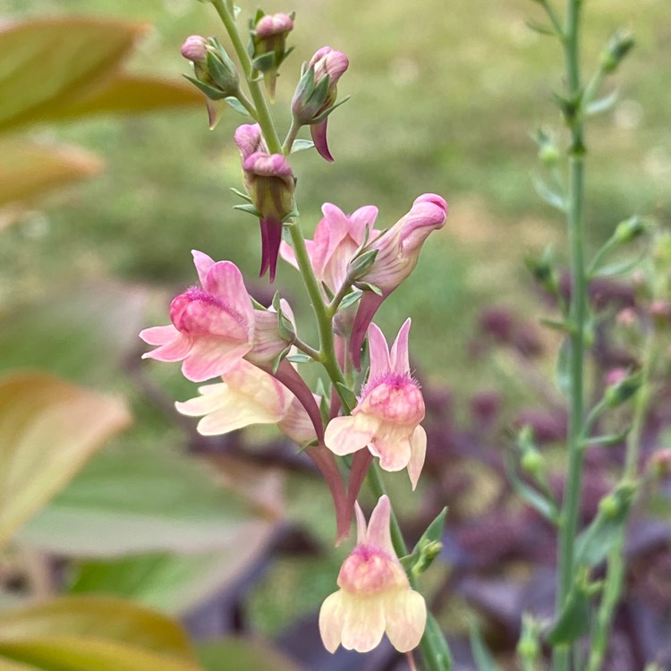 Plant image Linaria 'Peachy'