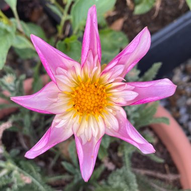 Dahlia (Border Varieties)