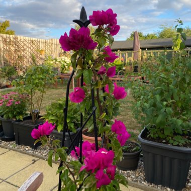 Bougainvillea