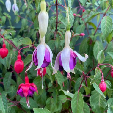 Fuchsia 'Delta's Sara' syn. Fuchsia 'Delta's Sarah'