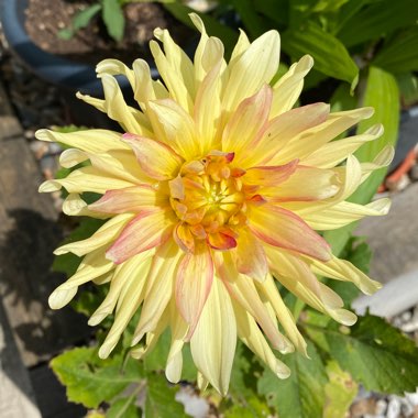 Dahlia (Border Varieties)