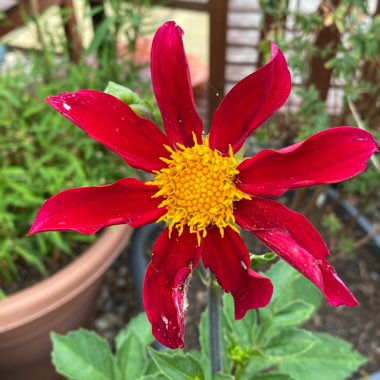 Dahlia 'Honka'