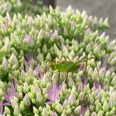 Hylotelephium Herbstfreude