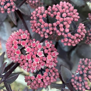 Sedum Telephium 'Xenox'