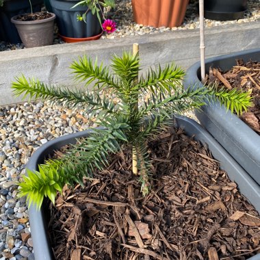 Araucaria araucana