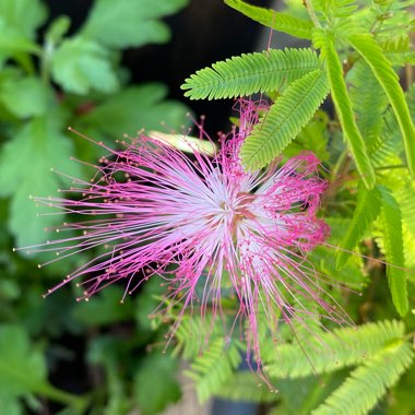 Calliandra