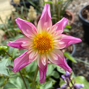 Dahlia (Border Varieties)