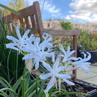 Nerine bowdenii 'Alba'