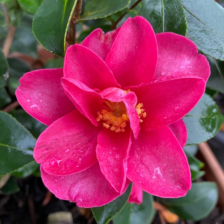 Plant image Camellia x vernalis 'Yuletide'