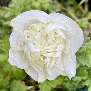 Anemone coronaria