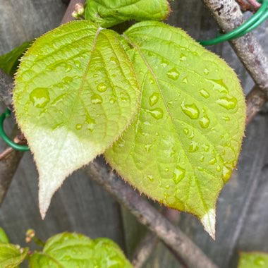 Actinidia kolomikta syn. Actinidia maloides