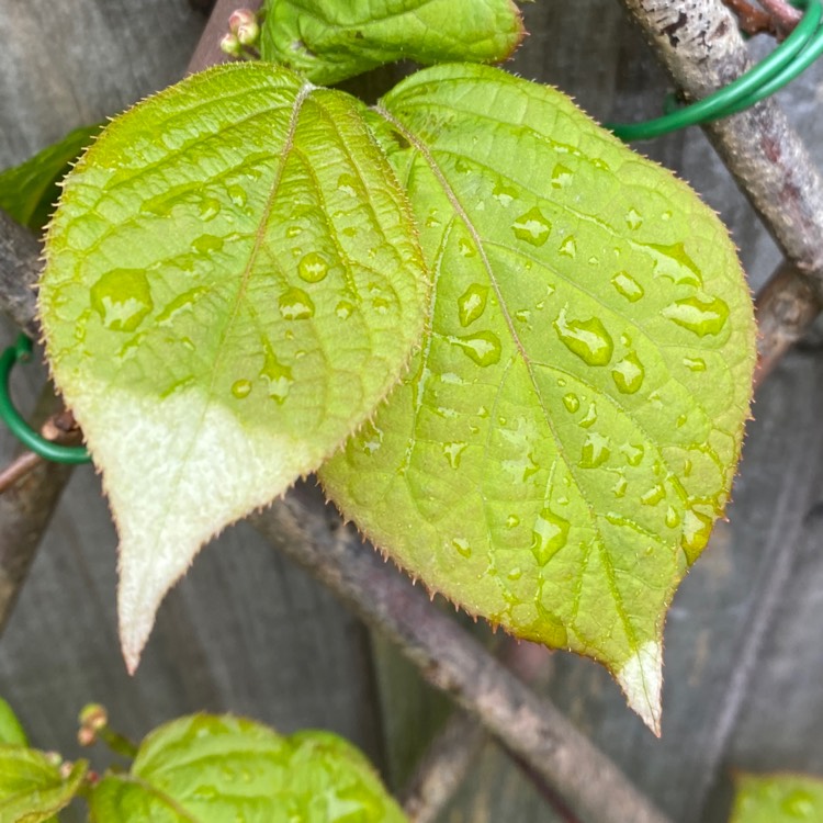 Plant image Actinidia kolomikta syn. Actinidia maloides