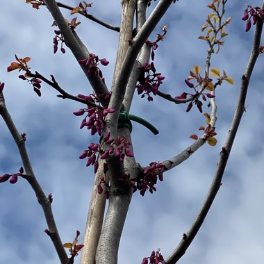 Cercis siliquastrum