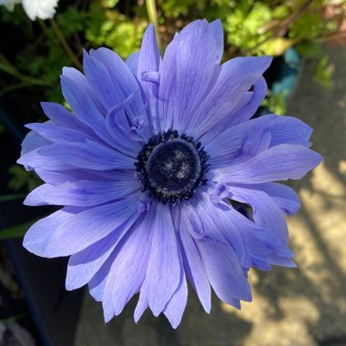 Anemone coronaria 'St Brigid' (Mix)