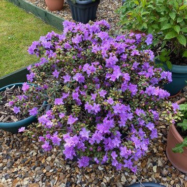 Rhododendron  (Rhododendron Varieties)