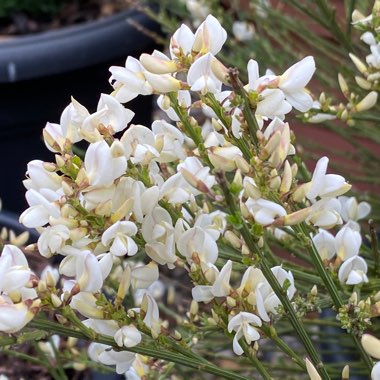 Cytisus x praecox 'Albus'