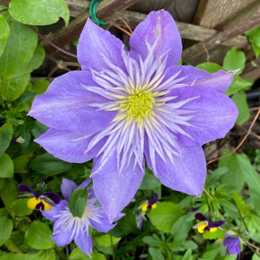 Clematis 'Crystal Fountain'™ evipo038